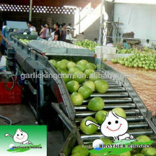 Venda Por Atacado pomelo de mel fresco no preço baixo china pomelo